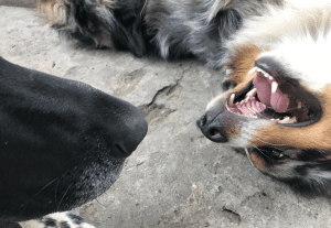 Victime d’une morsure de chien : quels recours pour obtenir réparation ?